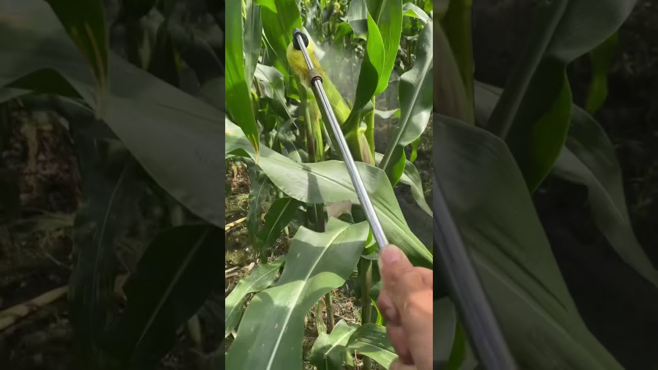 Phun xịt sâu râu (trái) trên bắp giai đoạn trước 10 ngày thu hoạch 