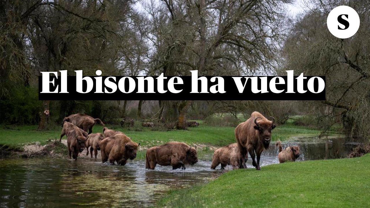 ¿Hay bisontes en España?