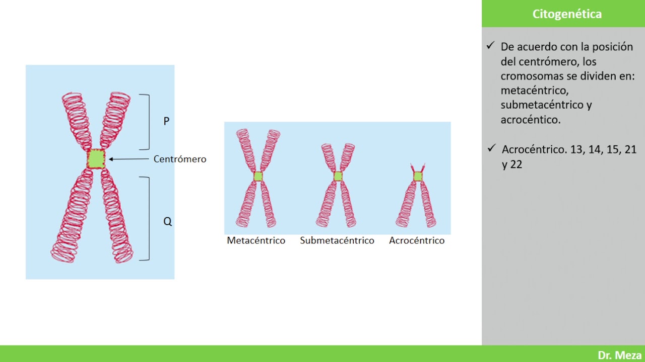Gen&eacute;tica | Conceptos de citogen&eacute;tica