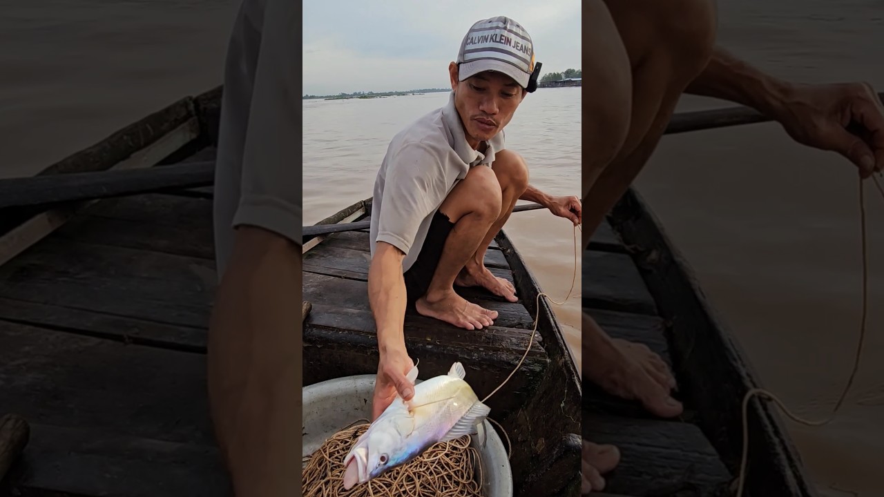 Giăng C&acirc;u T&ocirc;m Bắt C&aacute; Sủ Đực #fishing #66TV