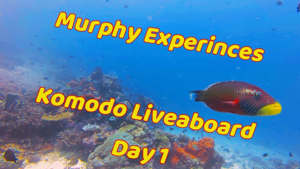 Komodo Liveaboard Day 1: Diving Starts NOW! | 2025