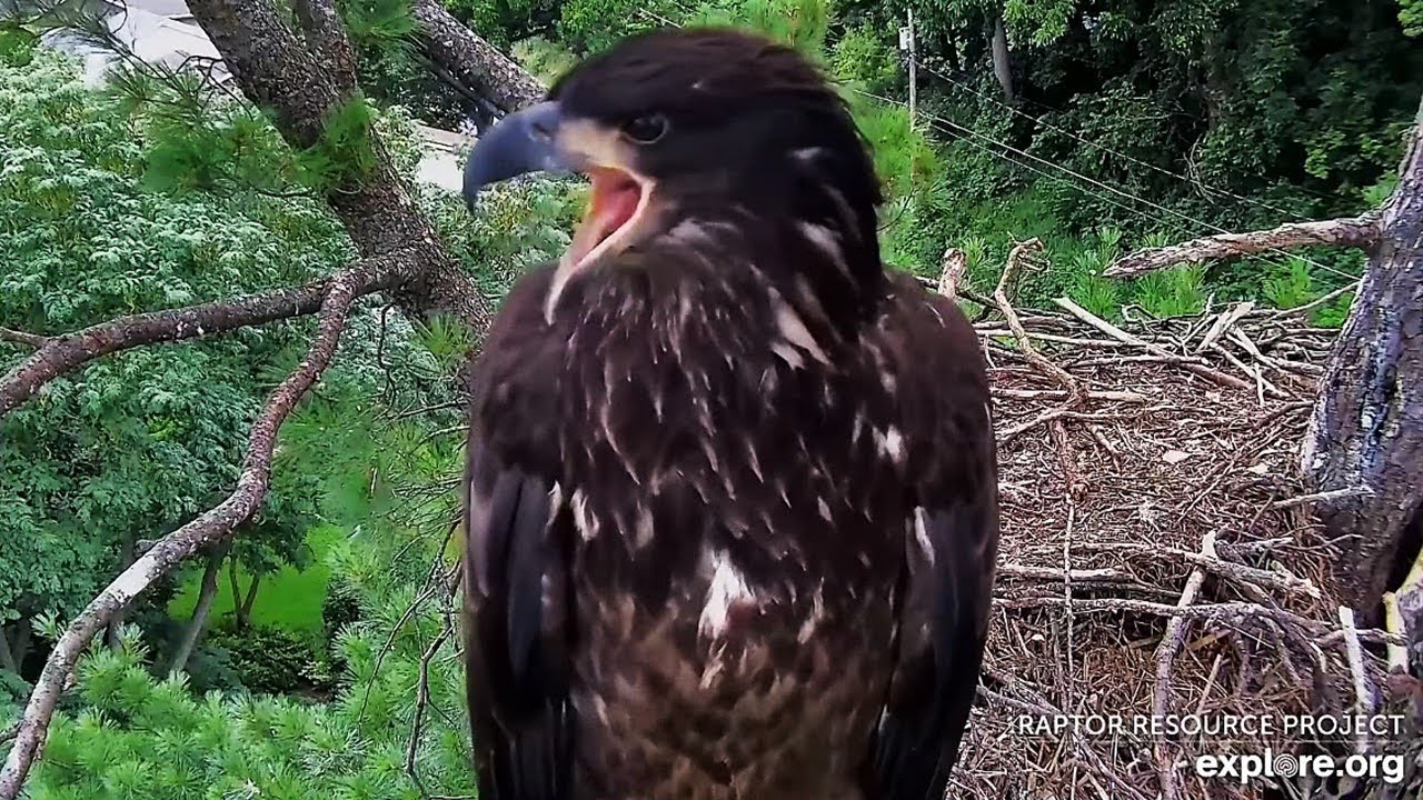 Trempealeau Eagles🦅 TE3 Squees the Day Away 🔊 Mr. T Perches Nearby 🌲 Mrs. T Brings Fish🐟 2025 Jul 20
