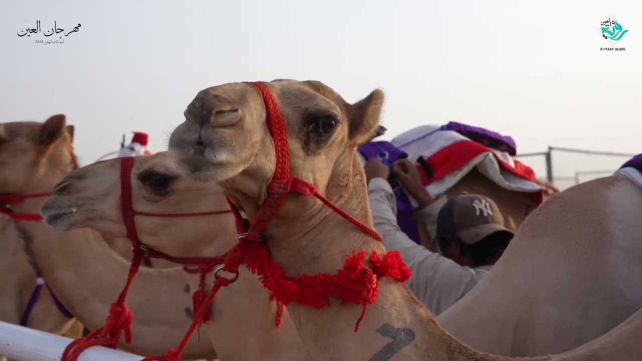 اغنية غارات الهجن ابشروا اهل الهجن مهرجان العين الروضة 2025 اشعار :حمد البلوشي لحن و غنا محمد الماسي