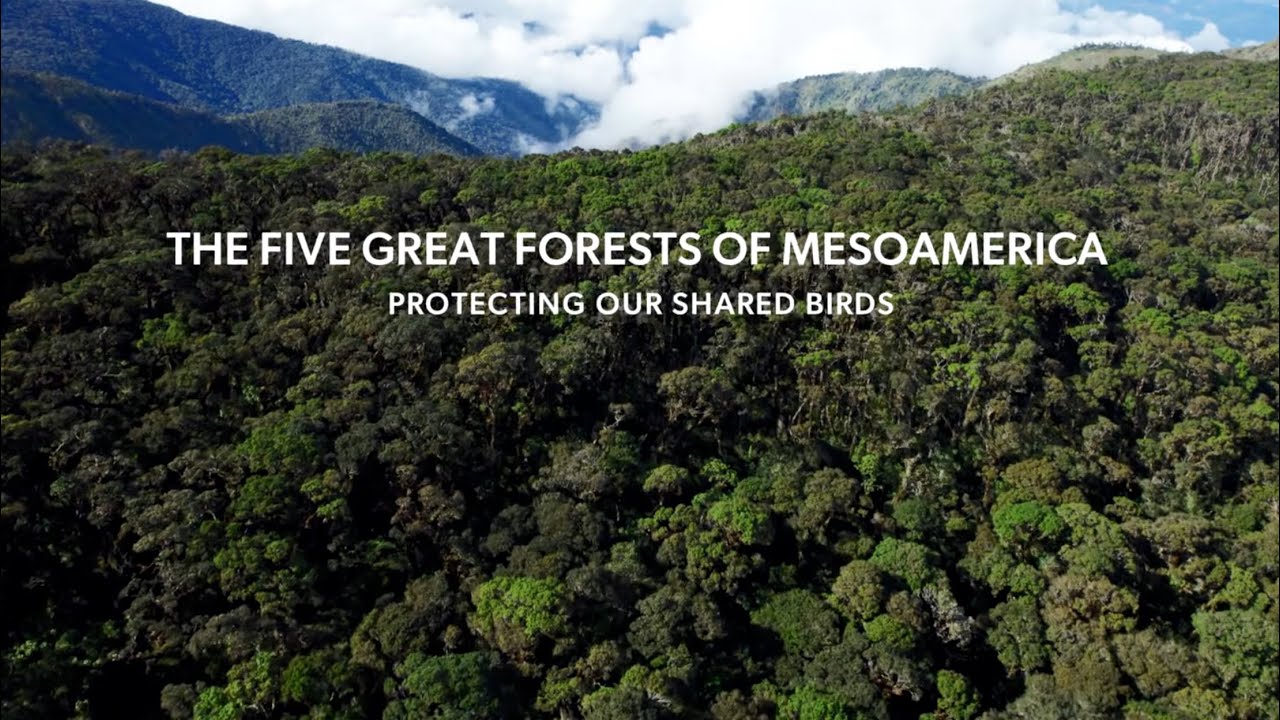 The Five Great Forests of Mesoamerica - Protecting Our Shared Birds