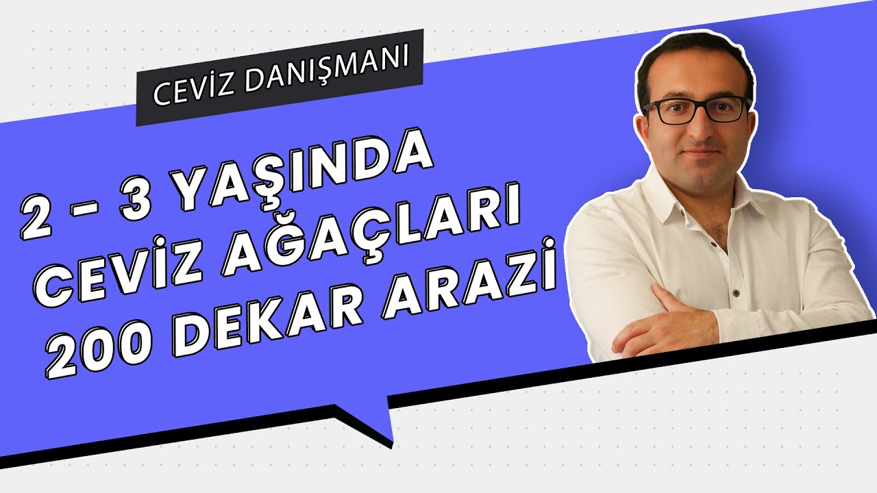 2- 3 YAŞINDA CEVİZ AĞAÇLARI / 200 DEKAR ARAZİ | PROFESYONEL CEVİZ YETİŞTİRİCİLİĞİ