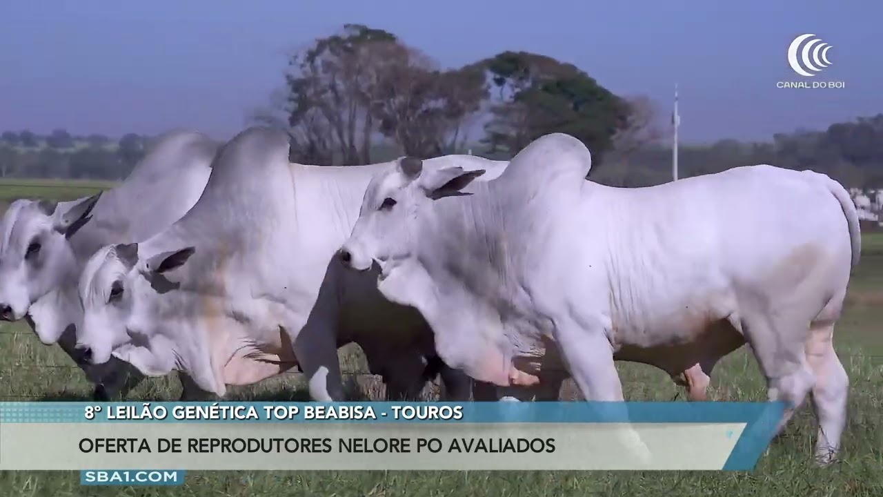 8º Leilão Genética Top Beabisa oferta touros nelore PO Avaliados no dia 9 de julho