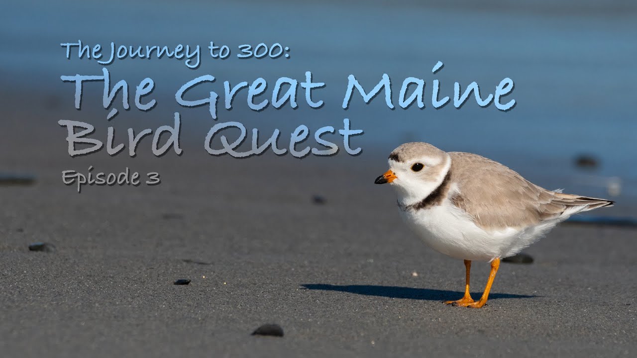 The Great Maine Bird Quest: Episode 3