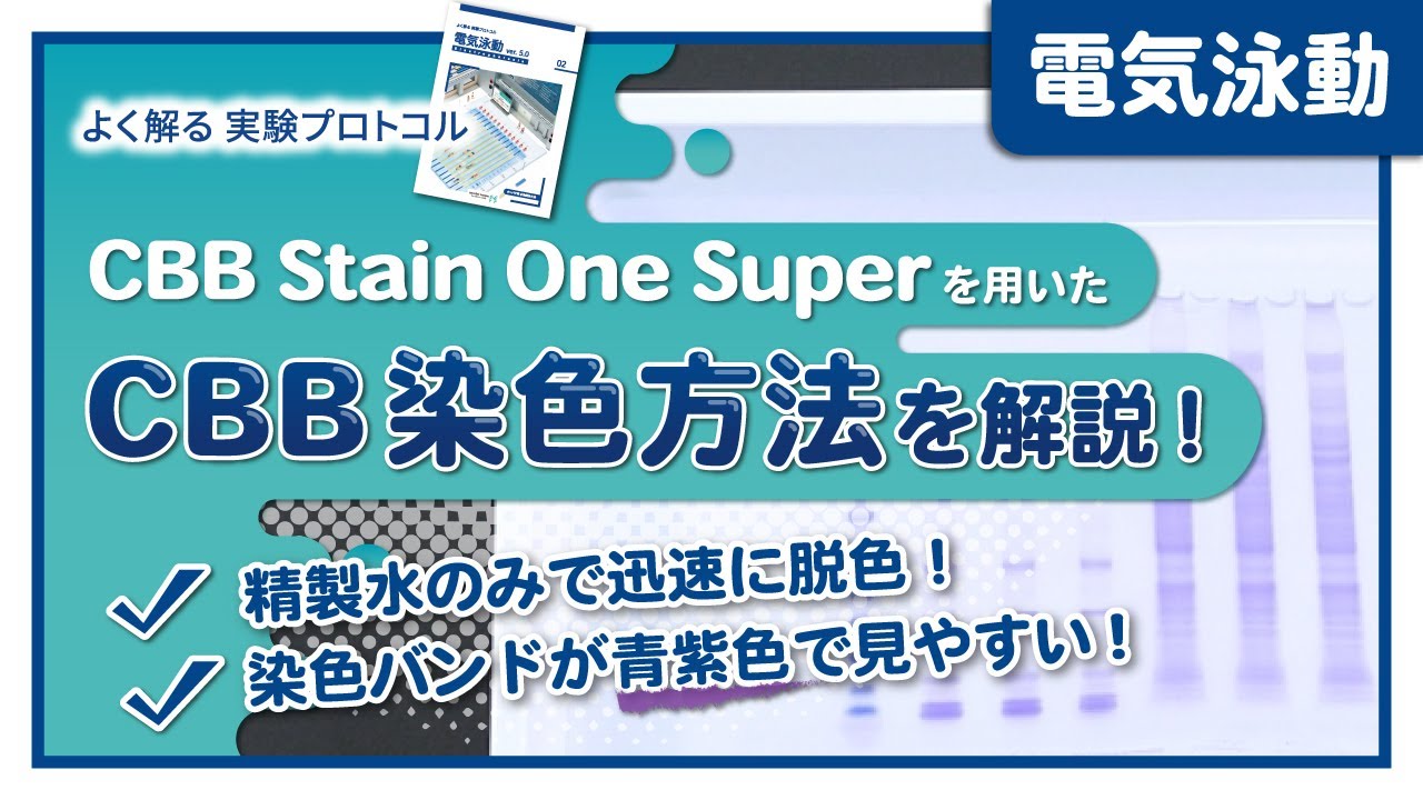 【よく解る実験プロトコル】CBB Stain One Superを用いたCBB染色