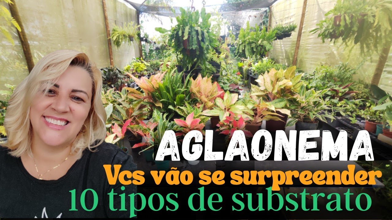 10 maneiras de cultivo das aglaonemas - vem tirar suas dúvidas 10 substratos diferentes 