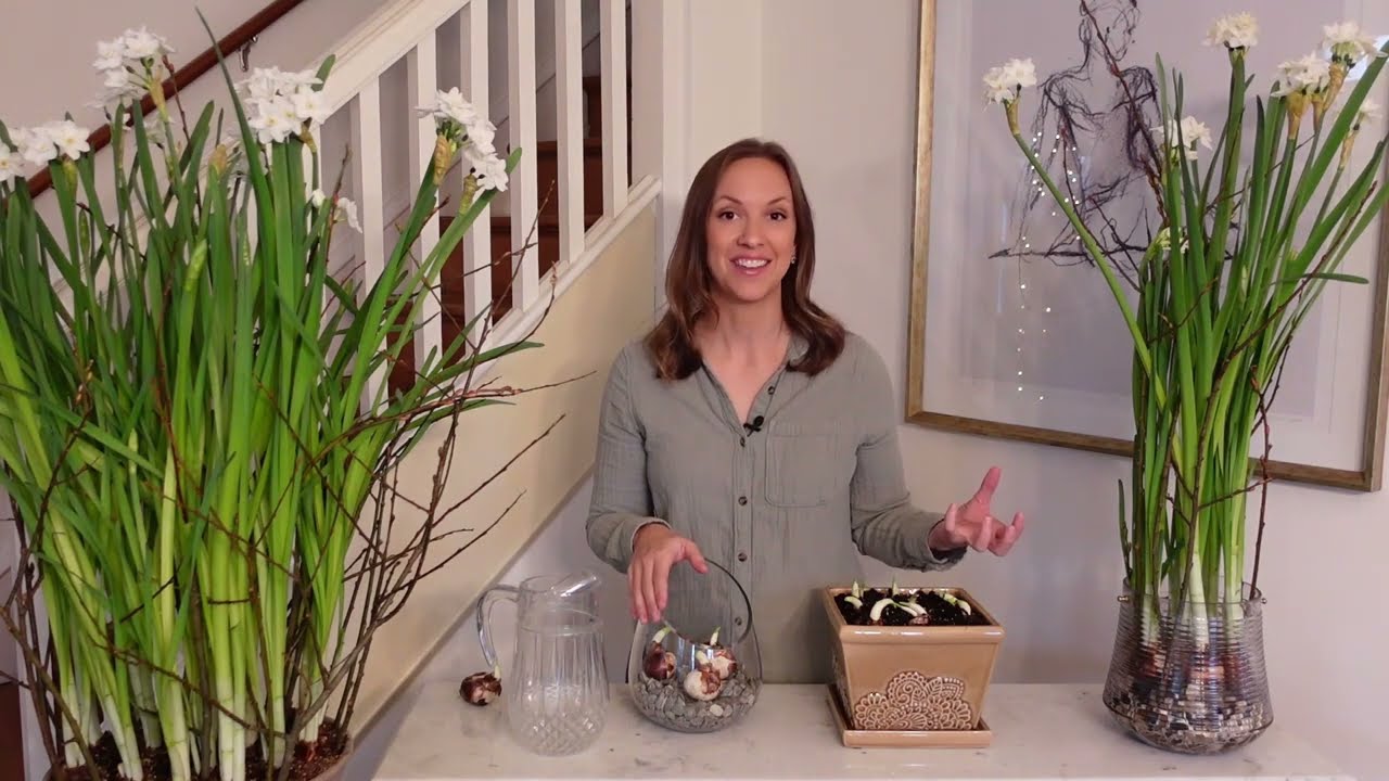 How to Plant Paperwhites in Soil and Water + How to Prevent Paperwhites From Flopping!