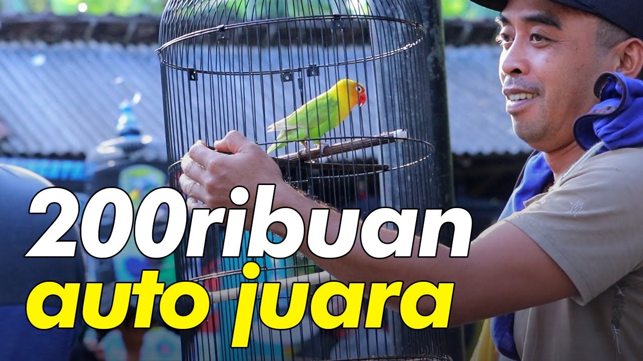 Belinya Cuman 200an Ribu Sekarang Jadi Auto Juara