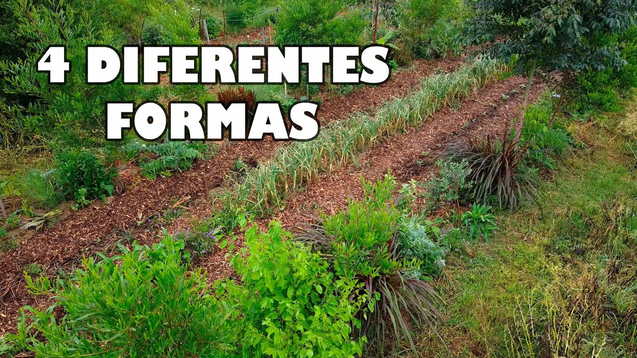 NUESTROS BOSQUES Sintrópicos de ALIMENTO - Varios Métodos & Formatos