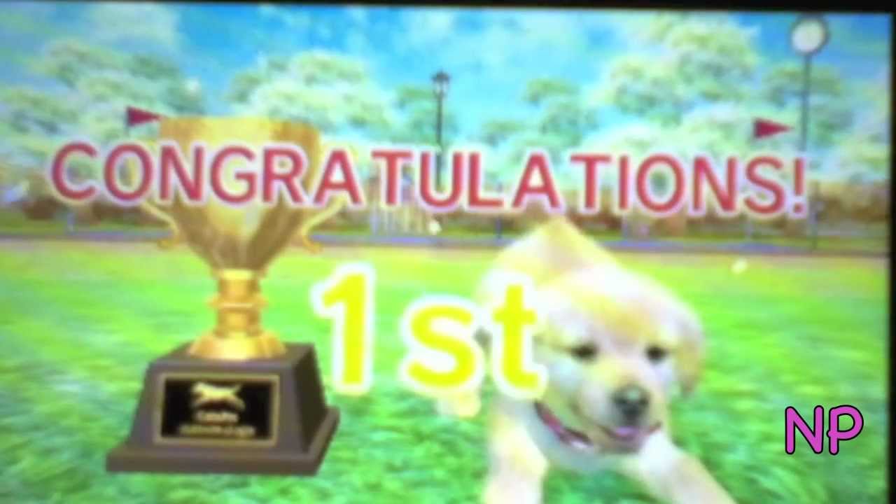 Buddy's first Disc Competition on Nintendogs+Cats Golden Retriever Version