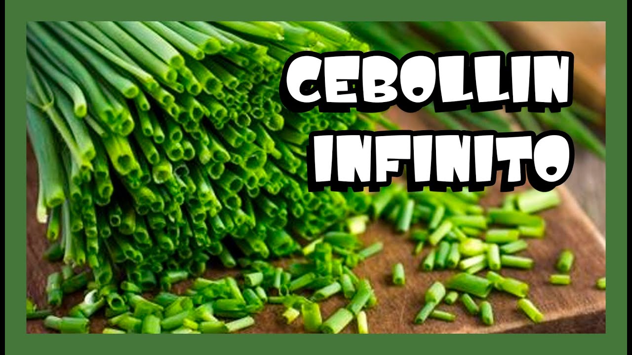 COMO TENER CEBOLLIN INFINITO