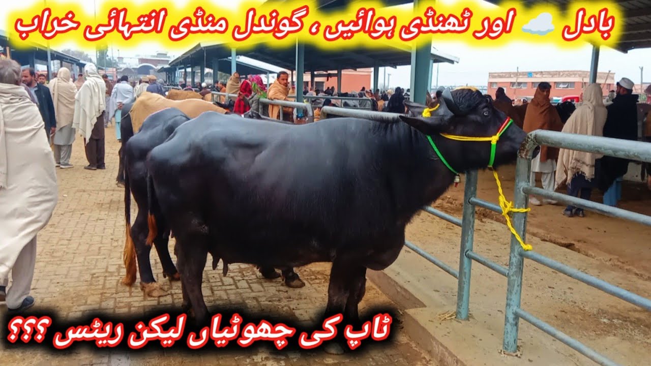 Beautiful Top Quality Murrah Pregnant And Milking Nili Ravi Buffaloes For Sale At Gondal Mandi 