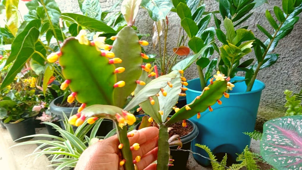 Um Passeio Pelas Minhas Plantas de Sombra!