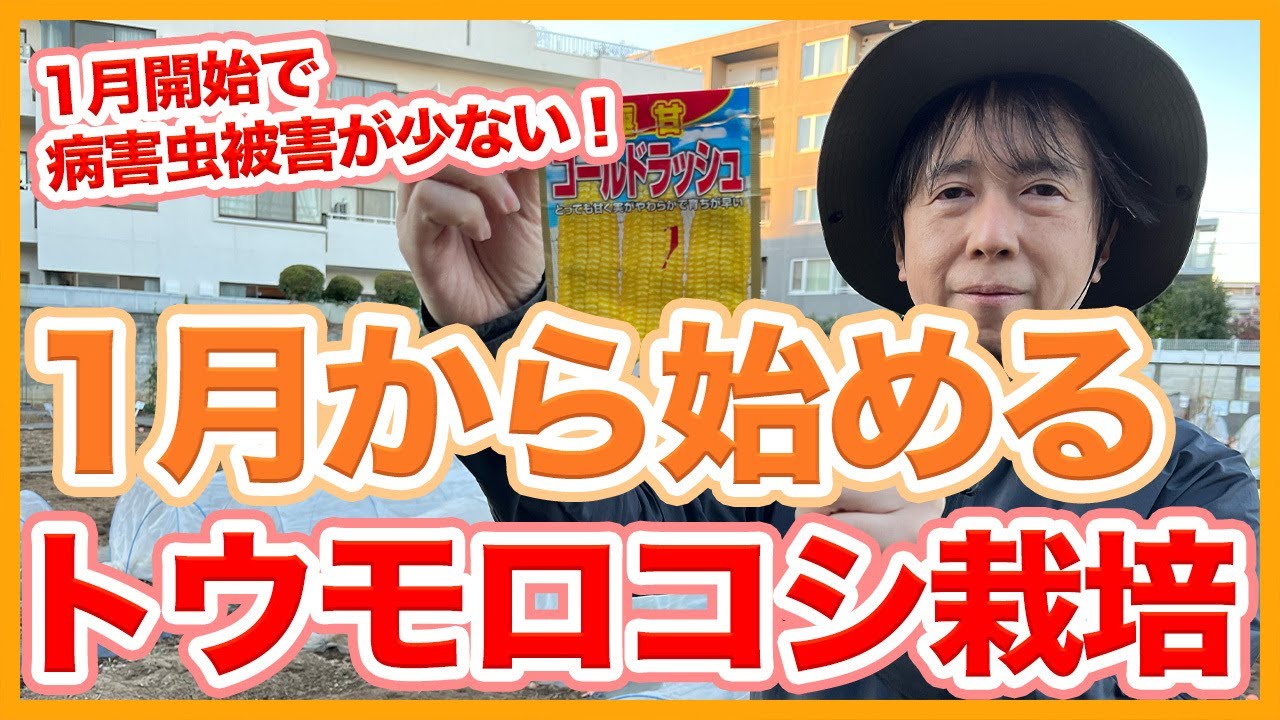家庭菜園や農園のトウモロコシ栽培は1月からスタート！？１月スタートで病害虫被害を少なくする作戦を徹底解説！【農家直伝】/How to start corn cultivation in January