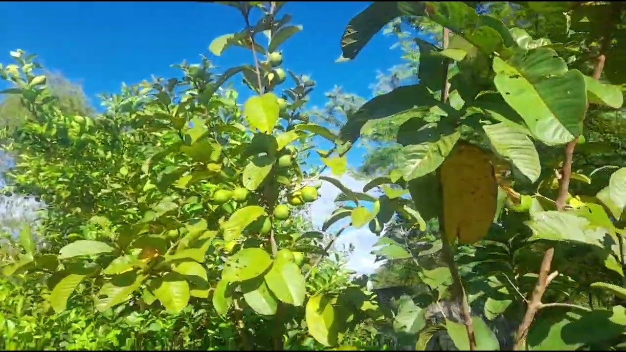 Las guayavas y los melones ya estan saliendo a frutos y madurando