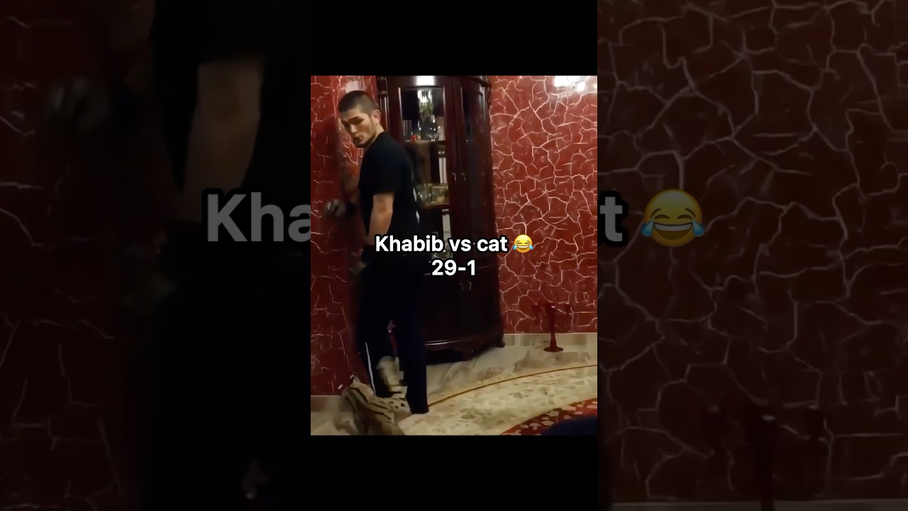 Khabib vs cat 😂 29-1 😂