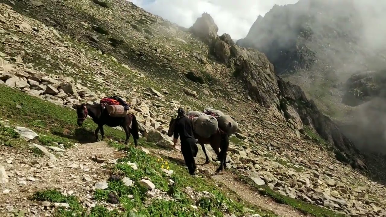 Kashmir Great Lakes Trek Horses Carrying all the Bags Day-4