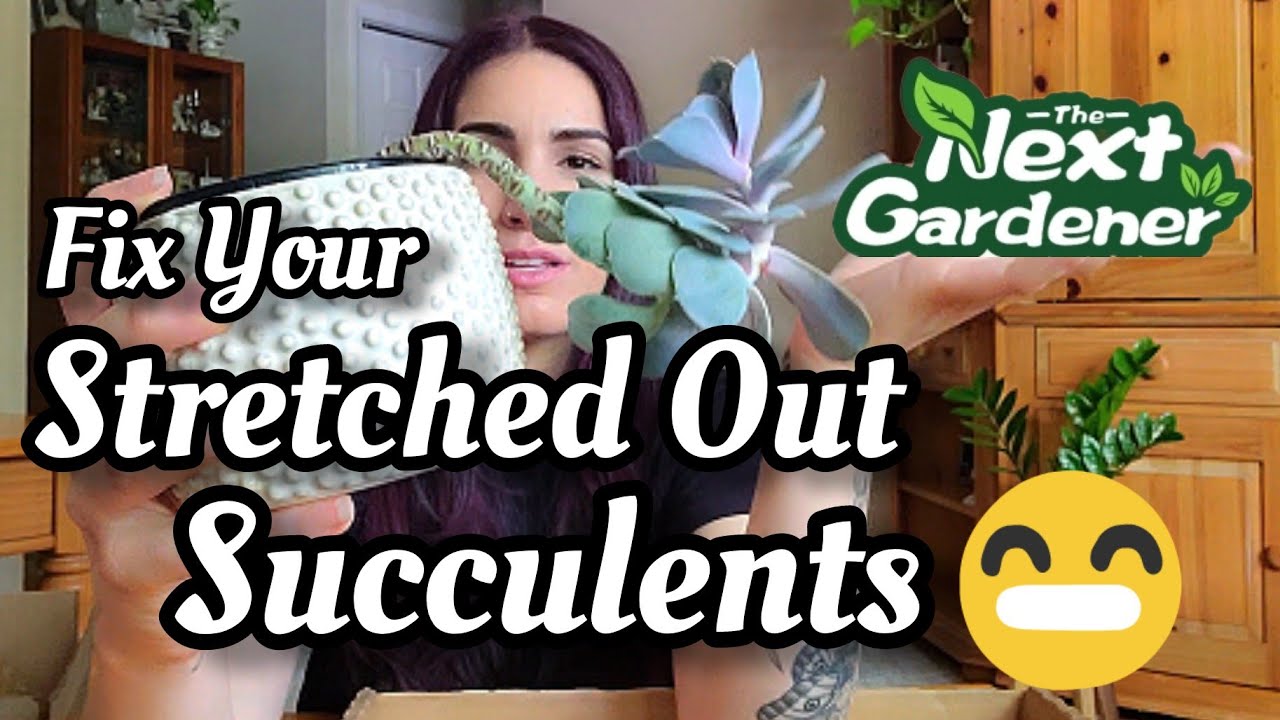 How To Fix & Repot Stretched Out Succulents || 