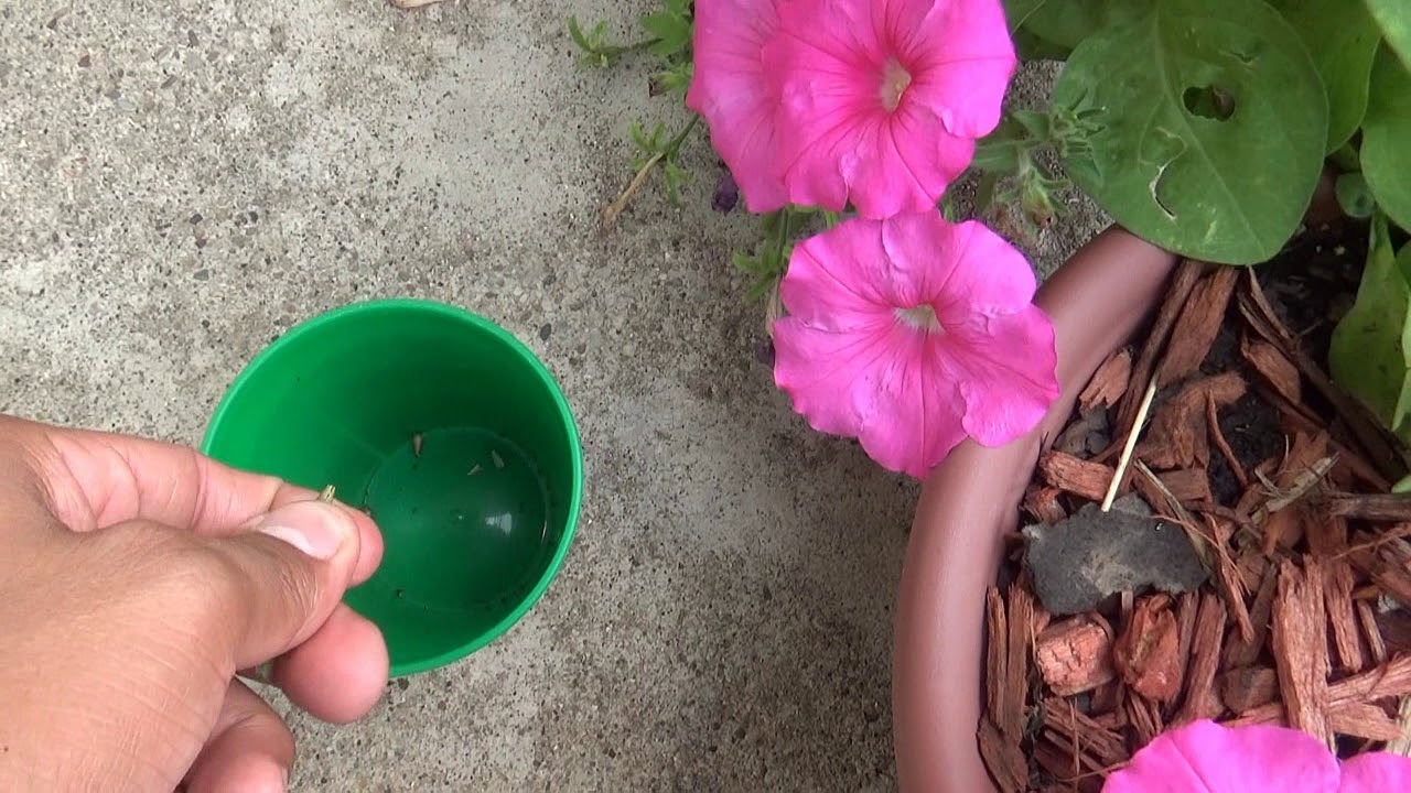 Como recolectar la semilla de la petunia, el mejor explicado!!