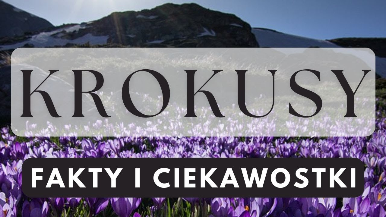 Krokusy - Przyrodnicza perła wiosennych Tatr | Podcast Botaniczny nr 27