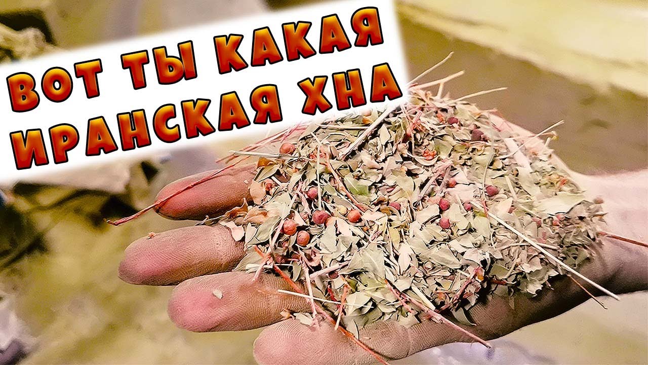 Как и из чего делают хну?🌿Хна иранская🌿Путешествия по Ирану🌿