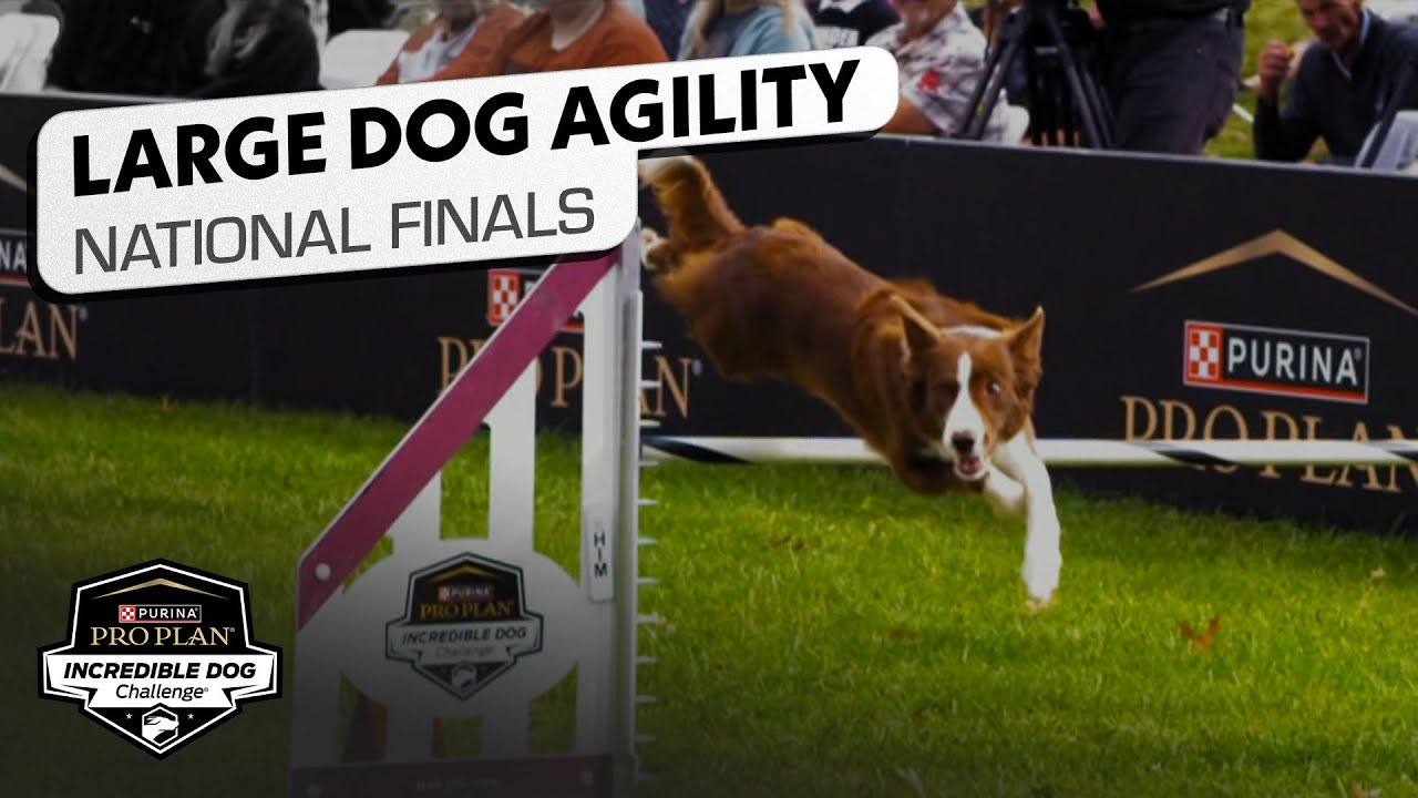 Incredible Dog Challenge 2025: Large Dog Agility National Finals | NBC Sports