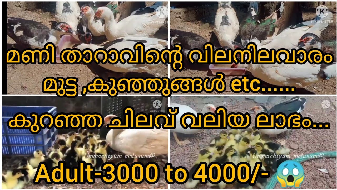 മണി താറാവിൻ്റെ വിലനിലവാരം, കുറഞ്ഞ ചിലവ് വലിയ ലാഭം...