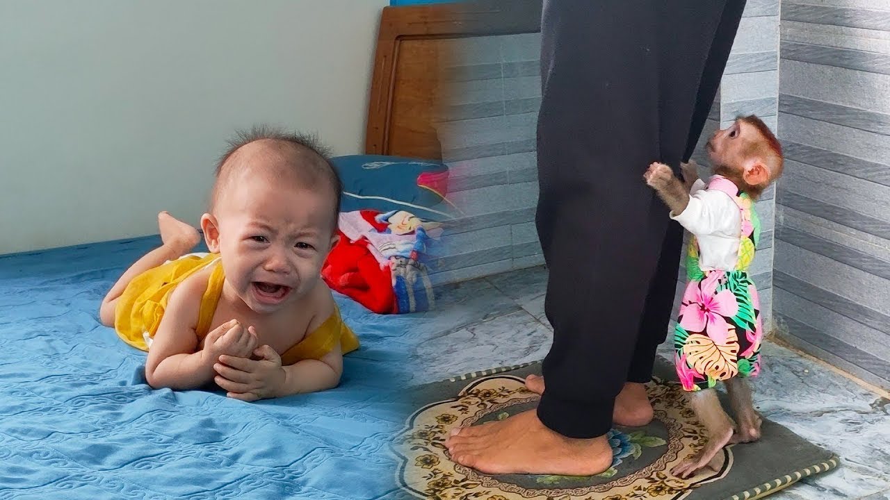 Smart Monkey Kaka ran to call mom when he saw Diem crying.