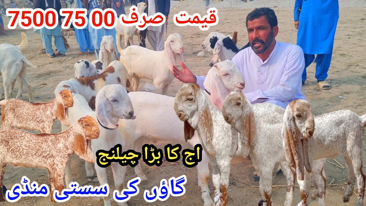 19 March 2026علی گوٹ فارم گاؤں کے سستی منڈی اج کا بڑا چیلنج قیمت صرف 10د ہزار کال نمبر 03127009575