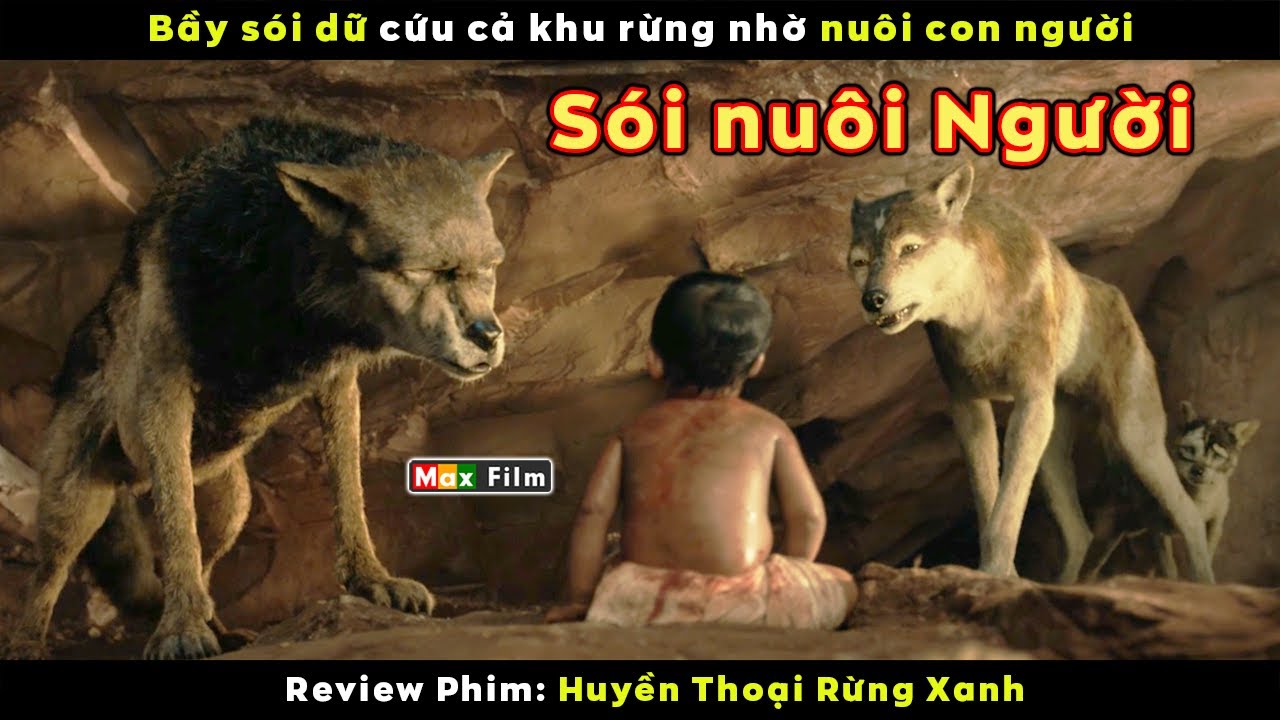 Đứa Trẻ mồ côi được Đàn Sói dữ nuôi dưỡng - review phim Huyền Thoại Rừng Xanh