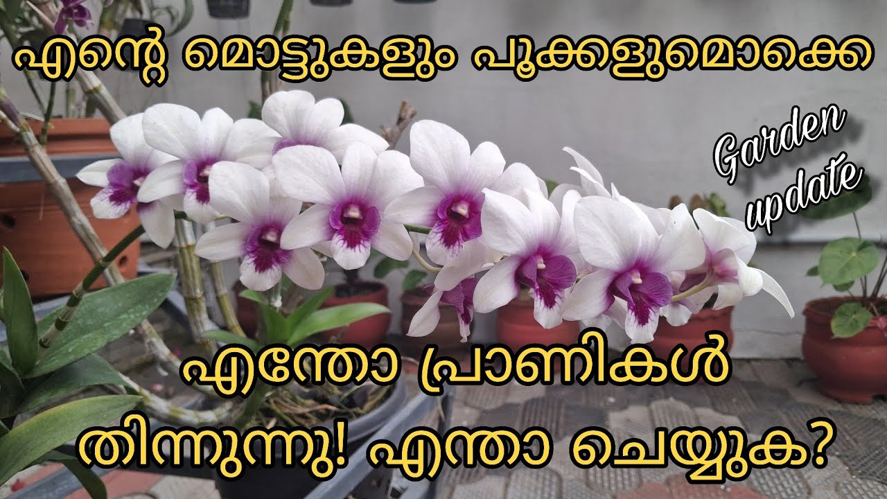 Orchid garden update