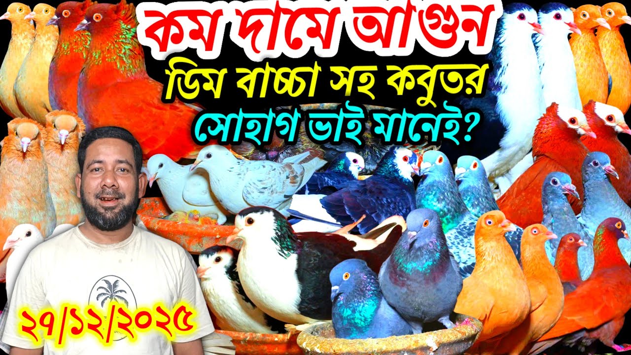 কম দামে আগুন ডিম বাচ্চা সহ কবুতর সোহাগ ভাই মানেই কম বাজেটে কবুতর কিনুন আকর্ষণীয় ফেন্সি রেসার গোল্লা