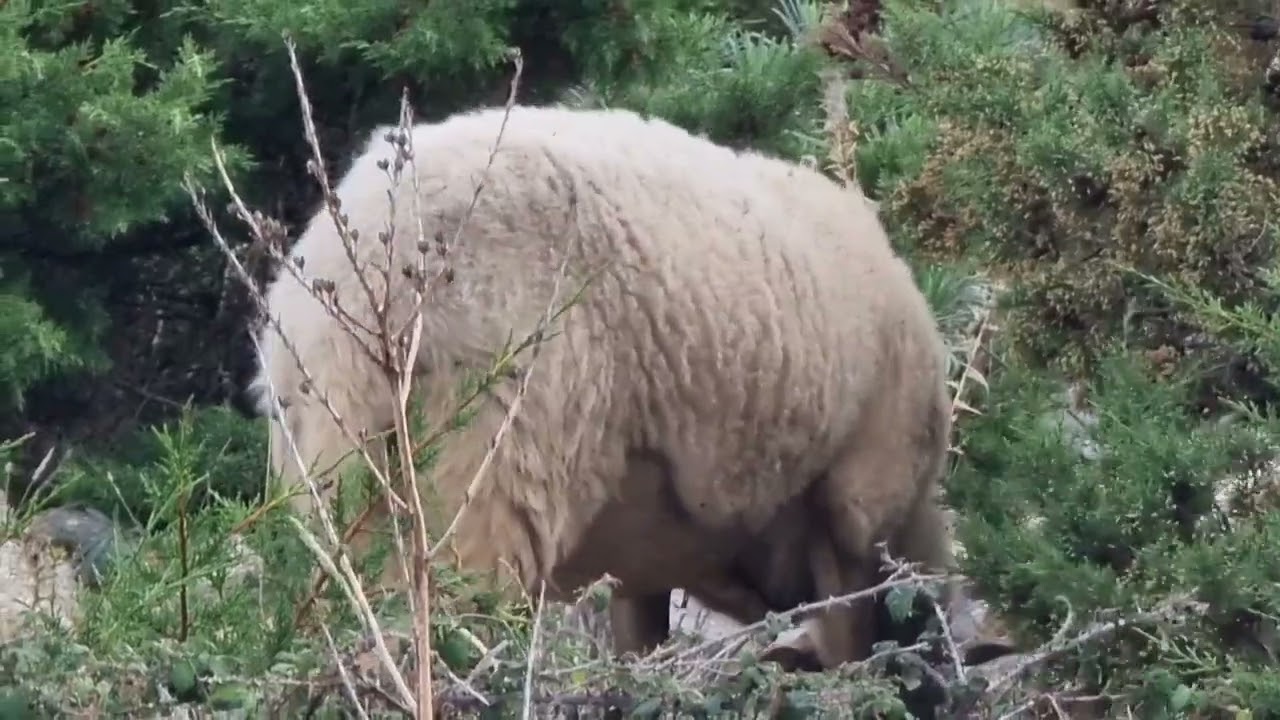 BELLISSIME PECORE BIANCHE ISOLA di PAG CROAZIA