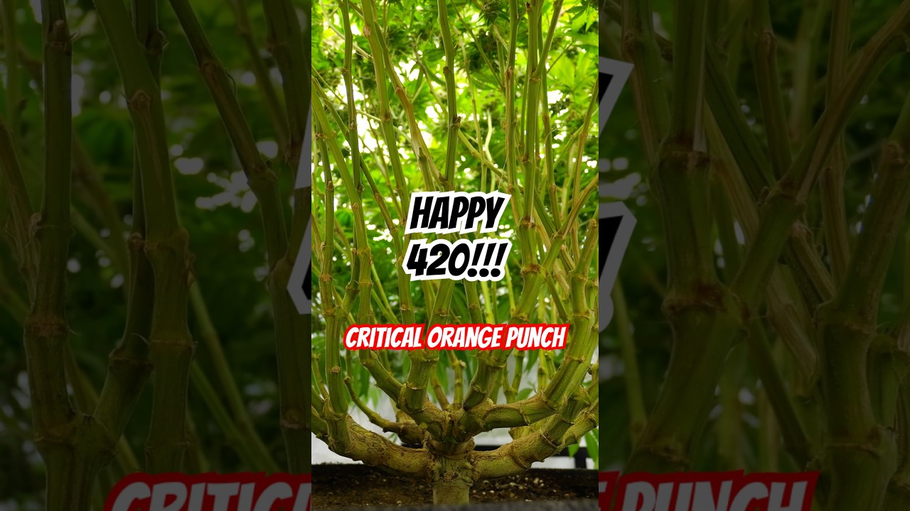 Happy 420!!! 🌱Critical Orange Punch🌱