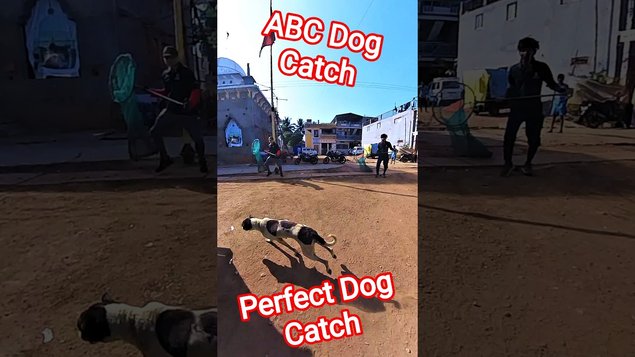 Gojo Running Dog Catch #running #dog #dogwithpublicsafety #shorts #pets #catch
