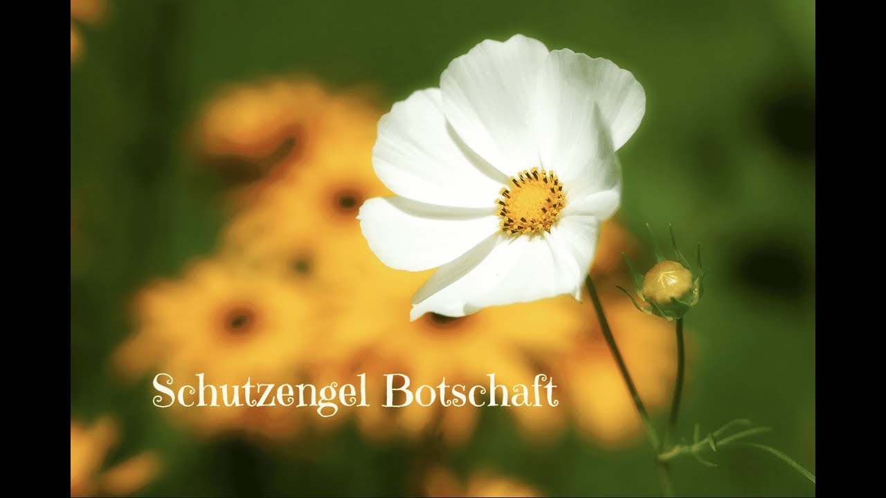 Schutzengel Botschaft f&uuml;r dich ❤️