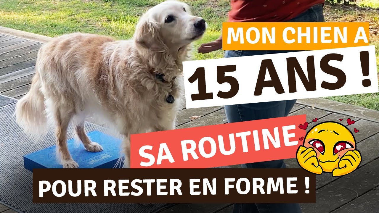 CHIEN ÂGÉ : ARTHROSE, LASER, PHYSIOTHÉRAPIE... MON EXPÉRIENCE AVEC UN GOLDEN SENIOR  DE 15 ANS !