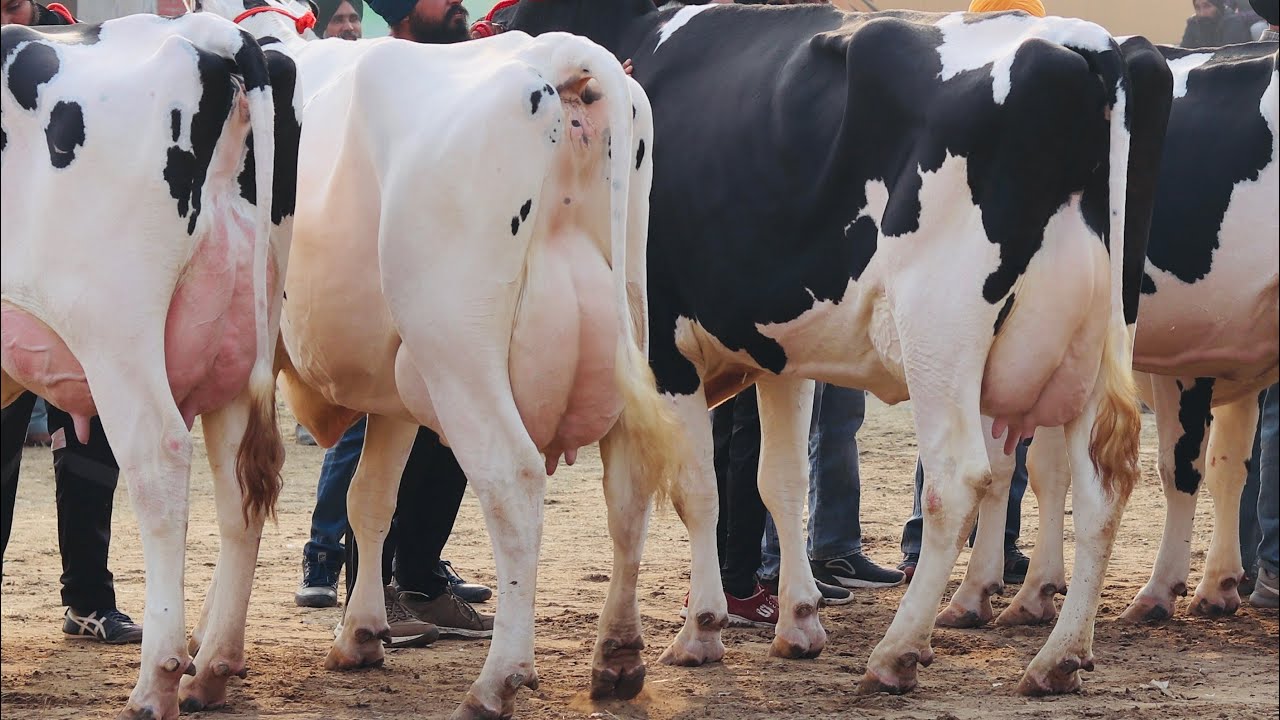 50 Liter milk per day 🔥 High quality HF Breed 🔥 Gurwinder Dairy Farm