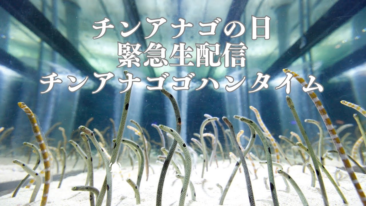【緊急生配信】11月11日の午後1時11分のチンアナゴゴハンタイムをゆったり楽しむ配信