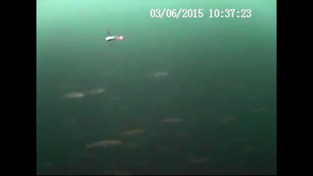 Amazing Lake Superior Underwater Fish Video