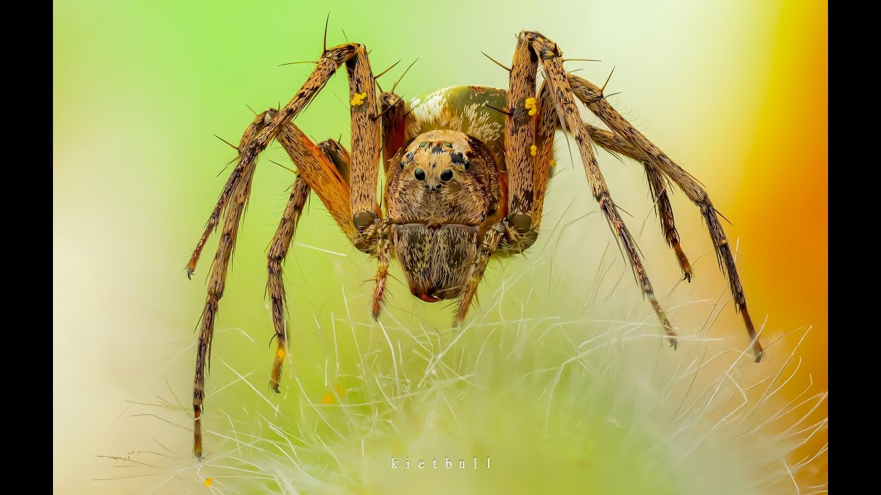 CÁCH ĐỂ MÌNH TẠO RA 1 TẤM HÌNH MACRO STACKED HOÀN HẢO