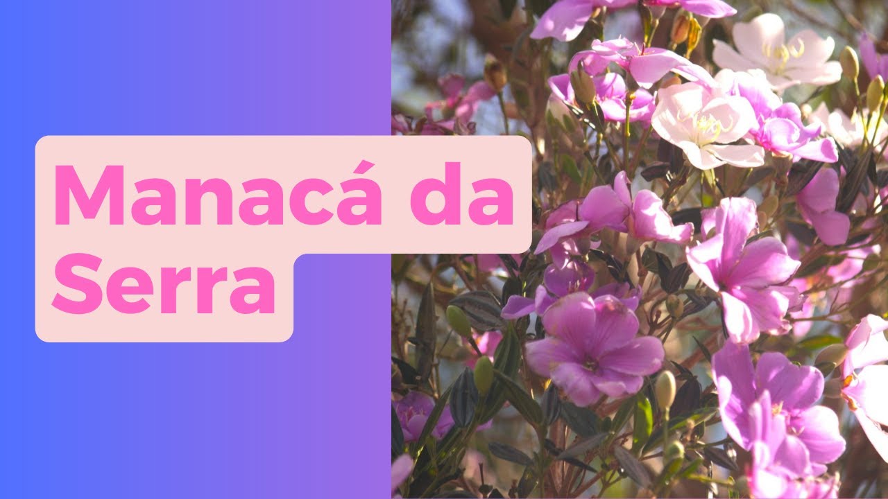 Como eu consegui fazer mudas de Manacá da Serra
