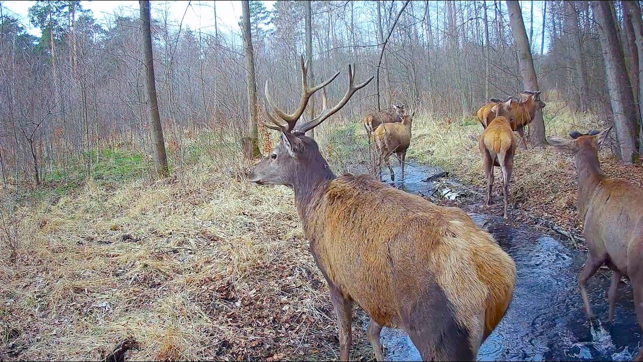 Wędrujące jelenie...wesoły łoś i daniele. Wiosenne ujęcia z fotopułapki. Życie w lesie - odcinek 25.