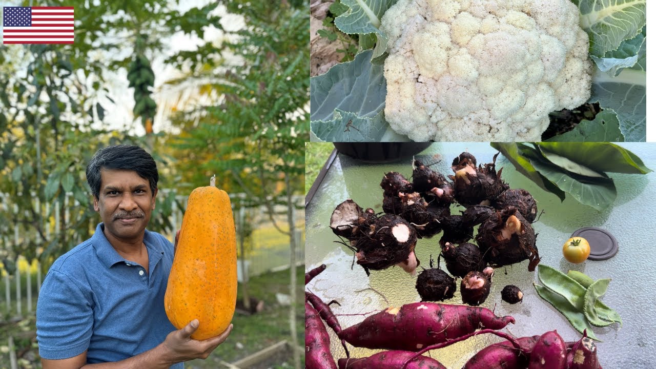 Home Garden U-Pick - வீட்டு தோட்டத்தில் அறுவடை- Cauliflower - Sweet potatoes - Taro - Harvest