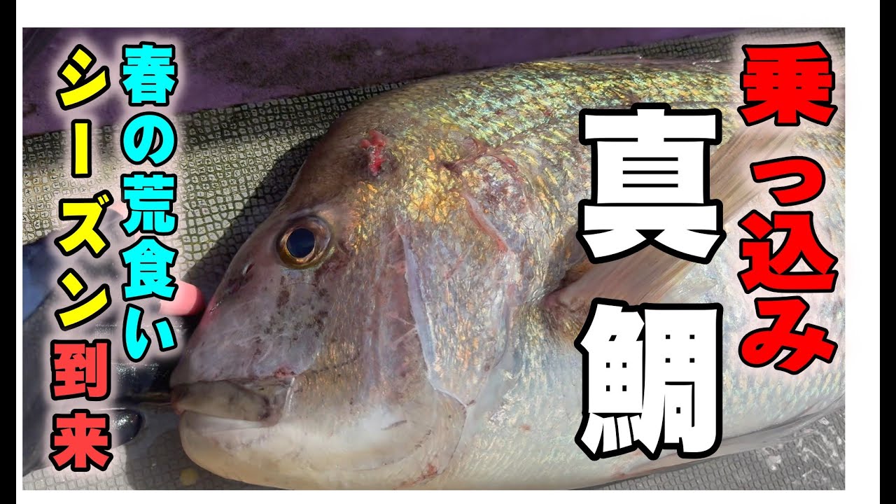 《和歌山・海凰丸》【乗っ込み真鯛シーズン開幕！】荒食いデカ真鯛を求めて田辺沖へ！乗っ込みの今がチャンス！2025 3 30海凰丸乗っ込み真鯛