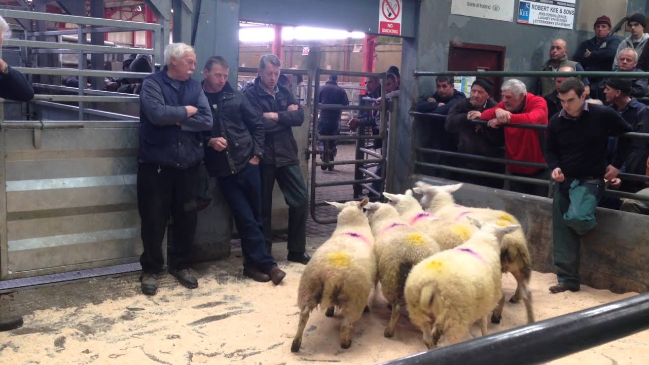 Sheep Auction in Ireland