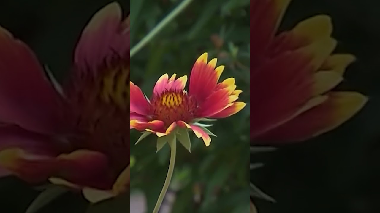 Pollinator Garden Glory | Volunteer Gardener